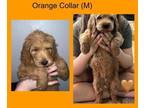 Goldendoodle PUPPY FOR SALE ADN-783181 - Goldendoodle Puppies