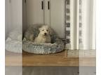 Bichpoo PUPPY FOR SALE ADN-783242 - Happiest puppy ever
