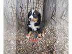 Bernese Mountain Dog PUPPY FOR SALE ADN-783301 - AKC Bernese Puppies Ready now