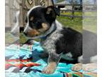 Cowboy Corgi PUPPY FOR SALE ADN-783343 - Cowboy Corgi puppies