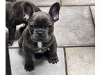 French Bulldog PUPPY FOR SALE ADN-783397 - AKC Frenchie Puppies
