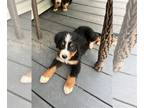 Bernese Mountain Dog PUPPY FOR SALE ADN-783559 - AKC Bernese Mountain Dog Pups