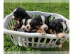 Bernese Mountain Dog PUPPY FOR SALE ADN-783559 - AKC Bernese Mountain Dog Pups