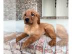 Golden Retriever PUPPY FOR SALE ADN-783565 - Golden Retriever Puppy