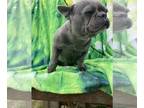 French Bulldog PUPPY FOR SALE ADN-783575 - French bulldog akc
