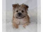 Morkie PUPPY FOR SALE ADN-783595 - Cuddles