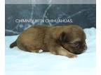 Chihuahua PUPPY FOR SALE ADN-783596 - AKC CADE