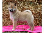 Shiba Inu PUPPY FOR SALE ADN-783597 - Super Adorable Shiba Girls