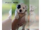American Bulldog PUPPY FOR SALE ADN-783599 - AB puppy