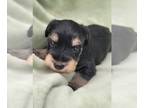 Schnauzer (Miniature) PUPPY FOR SALE ADN-783610 - Miniature Schnauzer Puppies