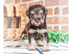 Schnauzer (Miniature) PUPPY FOR SALE ADN-783612 - Miniature Schnauzer Puppy
