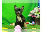French Bulldog PUPPY FOR SALE ADN-783621 - AKC French Bulldog Puppies