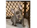 French Bulldog PUPPY FOR SALE ADN-783624 - Tink the Frenchie