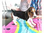 Beagle PUPPY FOR SALE ADN-783628 - Rascal Tri Color Beagle Boy