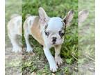 French Bulldog PUPPY FOR SALE ADN-783630 - Sunshine Litter