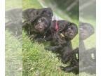 Boykin Spaniel PUPPY FOR SALE ADN-783633 - Boykin Spaniel 101