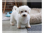 Bichon Frise PUPPY FOR SALE ADN-783636 - Philip