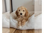 Goldendoodle (Miniature) PUPPY FOR SALE ADN-783638 - Miniature Golden Doodle