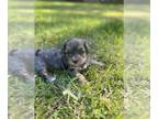 YorkiePoo PUPPY FOR SALE ADN-783639 - Merle colored yorkie poo