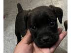 Cane Corso-Rottweiler Mix PUPPY FOR SALE ADN-783646 - Cane corso rott puppy for