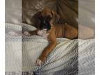 Boxer PUPPY FOR SALE ADN-783650 - Beautiful Easter Boxer Puppies