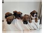 Boxer PUPPY FOR SALE ADN-783650 - Beautiful Easter Boxer Puppies