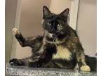 Adopt Zoey a Domestic Short Hair