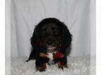 Dachshund PUPPY FOR SALE ADN-783652 - Miniature long haired dachshund