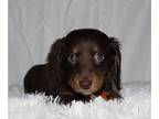 Dachshund PUPPY FOR SALE ADN-783654 - Miniature long haired dachshund