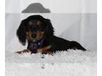 Dachshund PUPPY FOR SALE ADN-783655 - Miniature long haired dachshund
