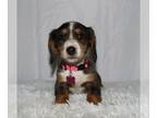 Dachshund PUPPY FOR SALE ADN-783656 - Miniature long haired dachshund