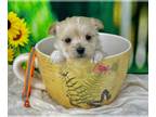 Morkie PUPPY FOR SALE ADN-783663 - Tcup Flora