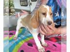 Beagle PUPPY FOR SALE ADN-783664 - Rambo Lemon Color Beagle Boy