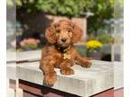 Goldendoodle PUPPY FOR SALE ADN-783669 - Irish Goldendoodle with 3 year health