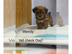 Yorkshire Terrier PUPPY FOR SALE ADN-783670 - Wendy