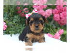 Yorkshire Terrier PUPPY FOR SALE ADN-783671 - Wakely
