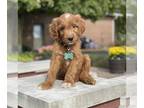 Goldendoodle PUPPY FOR SALE ADN-783672 - Irish Goldendoodle with 3 year health