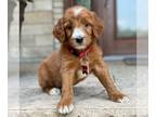 Goldendoodle PUPPY FOR SALE ADN-783677 - Irish Goldendoodle with 3 year health