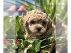 Cavapoo PUPPY FOR SALE ADN-783694 - Cavapoo puppies