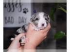 Border Collie PUPPY FOR SALE ADN-783702 - Dallas Blue Merle Female Border Collie