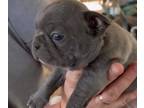 Faux Frenchbo Bulldog-French Bulldog Mix PUPPY FOR SALE ADN-783704 - Frenchton