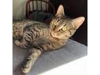 Adopt June a Domestic Short Hair