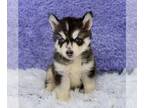 Siberian Husky PUPPY FOR SALE ADN-783722 - Devin Financing Available