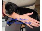 Boxer PUPPY FOR SALE ADN-783747 - Blue Sealed Male Boxer Puppy