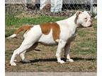 American Bulldog PUPPY FOR SALE ADN-783749 - Another Great Pickup