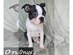 Boston Terrier PUPPY FOR SALE ADN-783762 - Brindle Male Boston Terrier