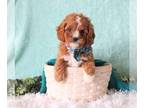 Cavapoo PUPPY FOR SALE ADN-783766 - Max