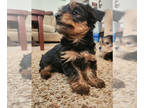 Yorkshire Terrier PUPPY FOR SALE ADN-783768 - Beautiful loving yorkies