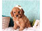 Cavapoo PUPPY FOR SALE ADN-783769 - Daisy