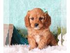 Cavapoo PUPPY FOR SALE ADN-783771 - Bella